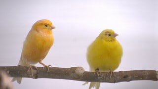 Auch Kanarienvögel fühlen sich wohler zu zweit