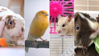 Kaninchen, Kanarienvögel, Hamster oder Meerschweinchen müssen artgerecht gepflegt werden