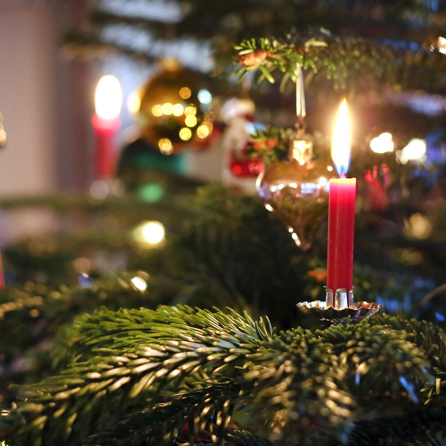 Adventsbaum oder Weihnachtsbaum? - Landesschau Rheinland-Pfalz - TV