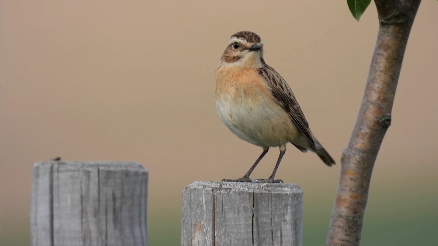 Braunkehlchen Ist Vogel Des Jahres 2023 - Landesschau Rheinland-Pfalz - TV