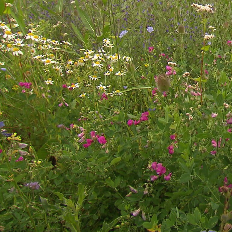 Wie legt man eine Wildblumenwiese für Insekten an? - Landesschau