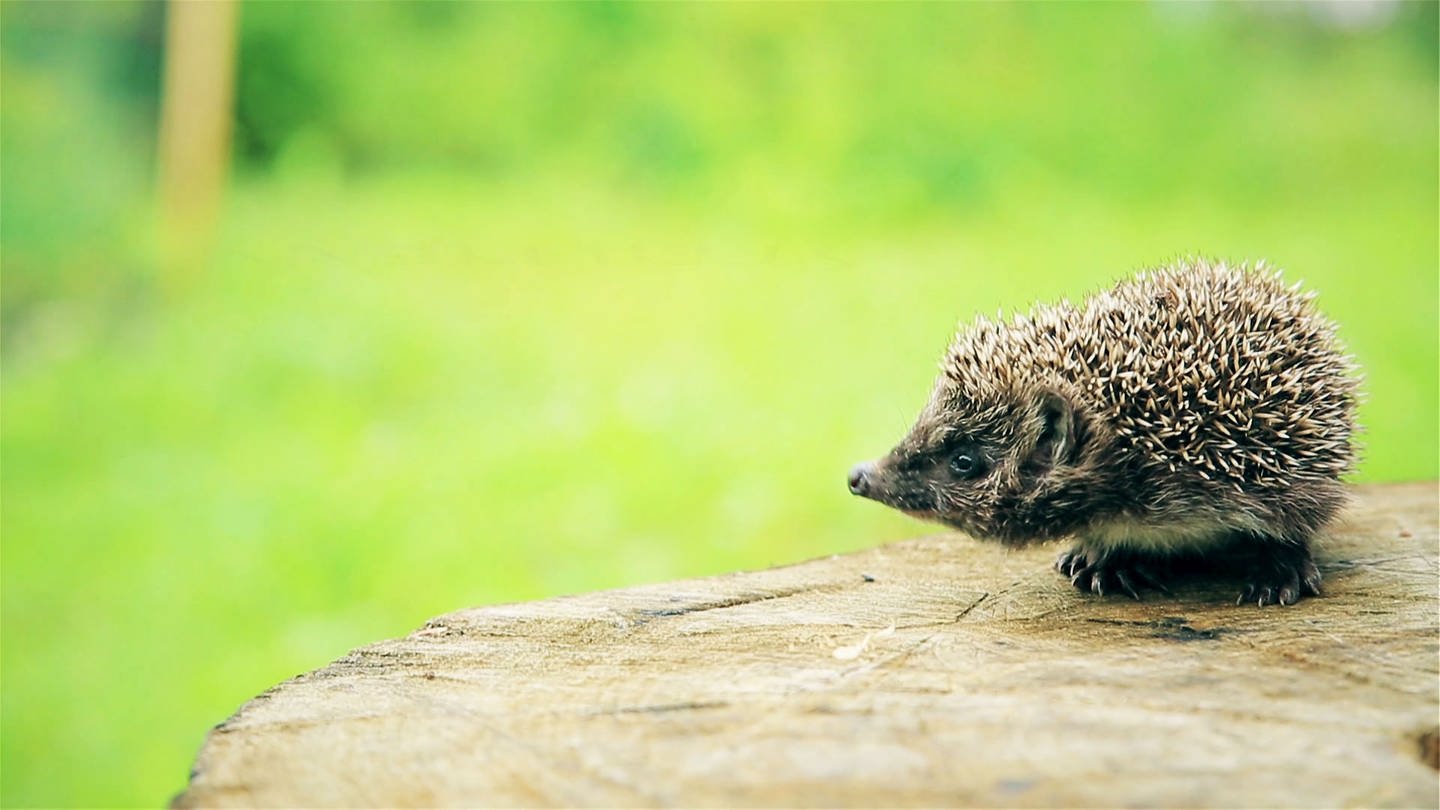 Der Igel ist Wildtier des Jahres 2024 Landesschau RheinlandPfalz TV