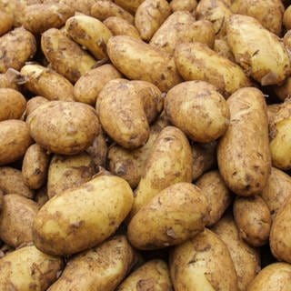 Die Kartoffel - das Ackergold für die Küche