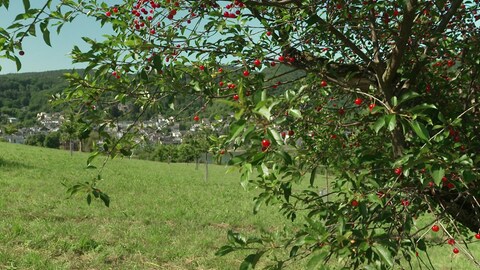Bundesweit einzigartige Vielfalt: Der Kirsch-Anbau hat eine lange Tradition im Oberen Mittelrheintal