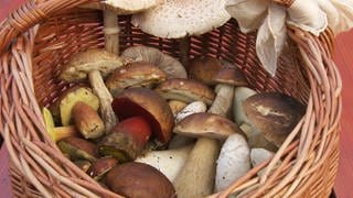 Pilzesammeln ist beliebt in Rheinland-Pfalz - vor allem der Binger Wald und der Soonwald sind gute Pilzreviere