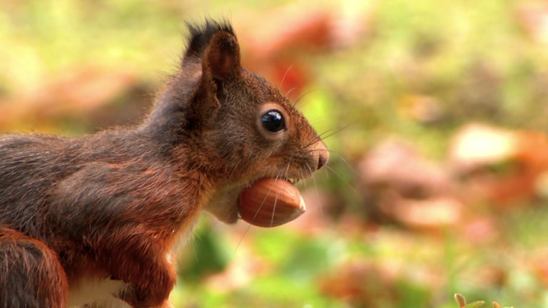 Seinen Nussvorrat verteilt das Eichhörnchen innerhalb seines Quartiers im Boden. So versteckt ist der dann auch vor Eichelhäher und Haselmaus sicher. Mit seinem außergewöhnlich gutem Geruchssinn findet das Eichhörnchen übrigens rund 70 Prozent der Vorräte wieder. Und das sogar unter einer 30 Zentimeter dicken Schneedecke. Die übrigen Nüsse treiben aus. So hilft das Eichhörnchen beim Wiederaufforsten der Wälder. 