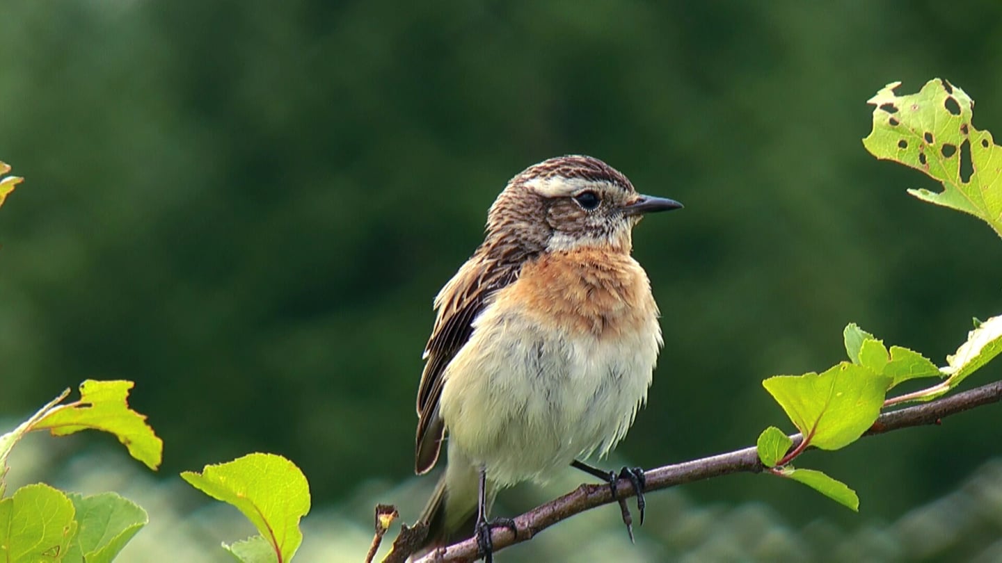 Braunkehlchen Ist Vogel Des Jahres 2023 - Landesschau Rheinland-Pfalz - TV