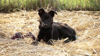 Viel Tierleid durch illegalen Hundehandel