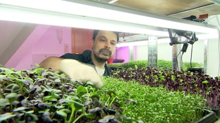 Mario Wenig baut Microgreens in seiner Wohnung an.