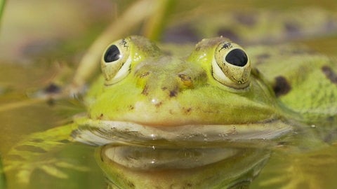 Laubfrosch, groß, Kopf ragt halb aus dem Wasser