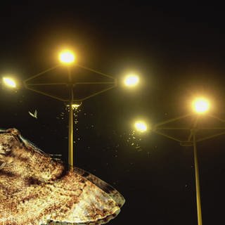 Nachtfalter groß im Vordergrund links, dahinter Straßenlampen, umschwärmt von Insekten.