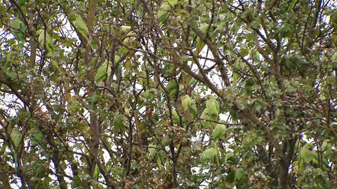 Ein Baum voller Papageien 
