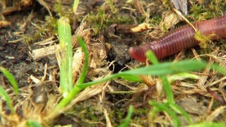 Regenwürmer sind die wichtigsten Gartenhelfer.