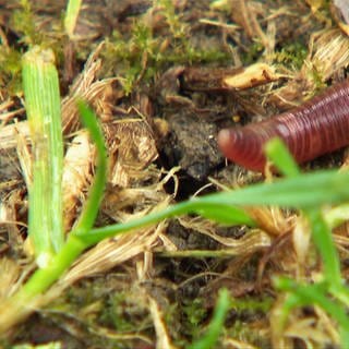 Regenwürmer sind die wichtigsten Gartenhelfer.