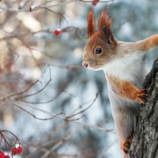 Blaumeise und Eichhörnchen im verschneiten Winter-Geäst