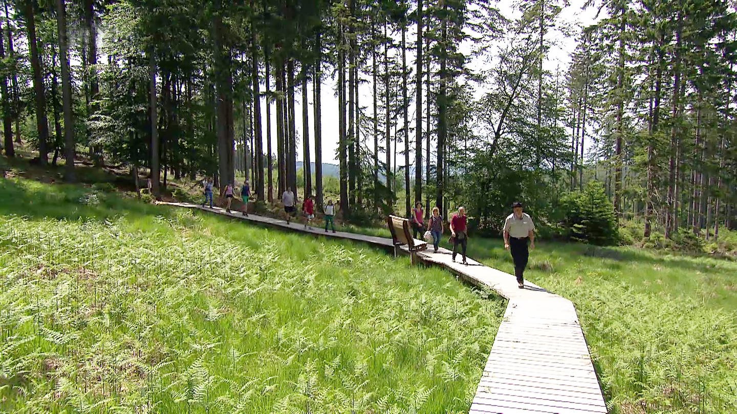 Ranger führt Wandergruppe auf befestigten Wegen durch eine Feuchtwiese im Nationalpark Hunsrück-Hochwald