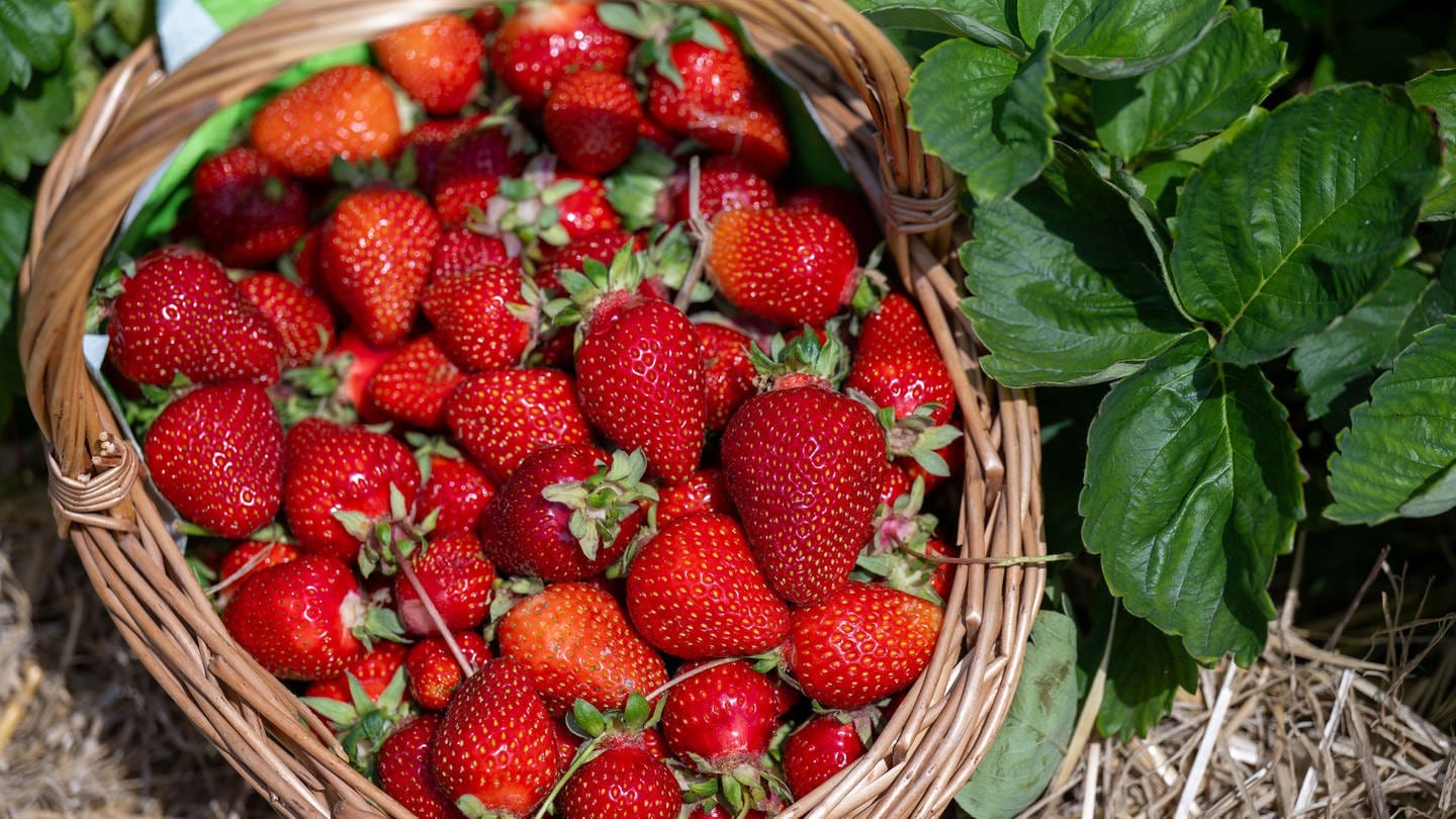 Tipps für Erdbeerliebhaber