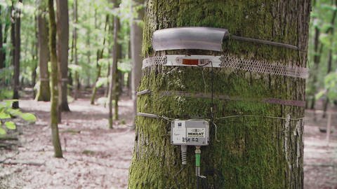 Baum im Buchenwald mit Aufzeichnungsinstrumenten am Stamm befestigt