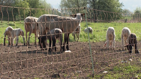 Prävention, gefördert durch das Land: Elektrozäune sollen die Schafherde vor Angriffen durch den Wolf schützen