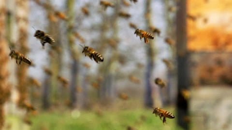 Bienen schwärmen aus ihren Bienensstöcken aus