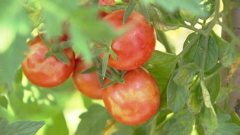 Tomaten mit Flecken durch Sonnenbrand