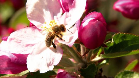 Biene auf Obstblüte, Pollen sammelnd