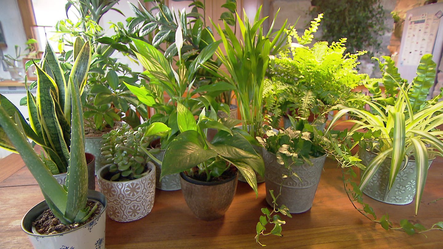 Töpfe mit verschiedenen Zimmerpflanzen