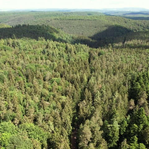Schon 85% des Waldbestands in Rheinland-Pfalz ist krank.