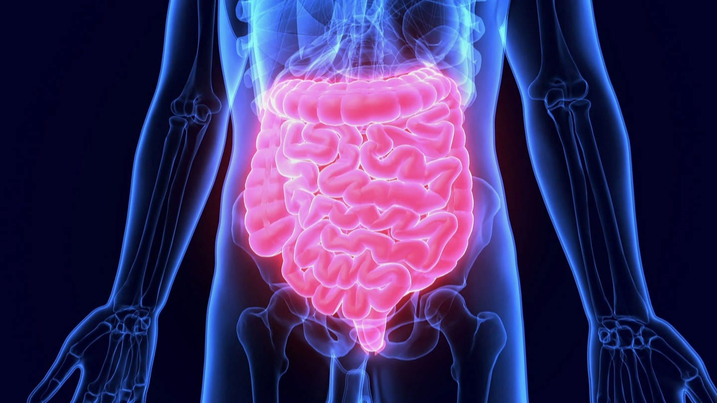 Blau-rot leuchtende Grafik zur Lage des Darms im menschlichen Körper