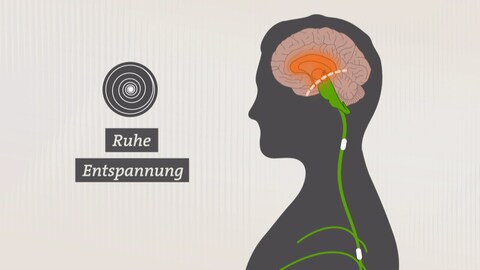 Grafik Limbisches System im Gehirn sorgt bei Hypnose für Ruhe und Entspannung