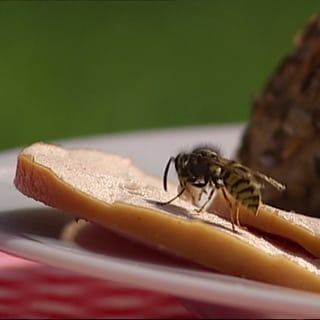 Wespen: Im Spätsommer sind sie meist mit dabei am Tisch
