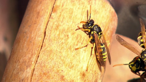 Wespen sind von Natur aus friedlich. Doch sollte man einige Regeln im Umgang mit ihnen beachten.