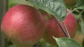 Makellose Erscheinung: Damit Äpfel so perfekt wachsen, wird im Obstbau häufig Chemie eingesetzt