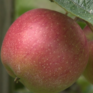 Makellose Erscheinung: Damit Äpfel so perfekt wachsen, wird im Obstbau häufig Chemie eingesetzt