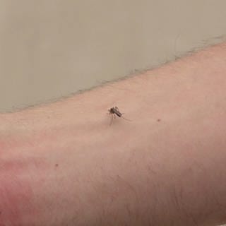 Stechmücke auf einem nackten Arm