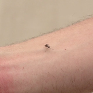 Stechmücke auf einem nackten Arm