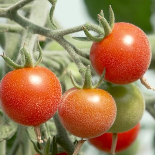 An einem grünen Strauch hängen rote Tomaten.