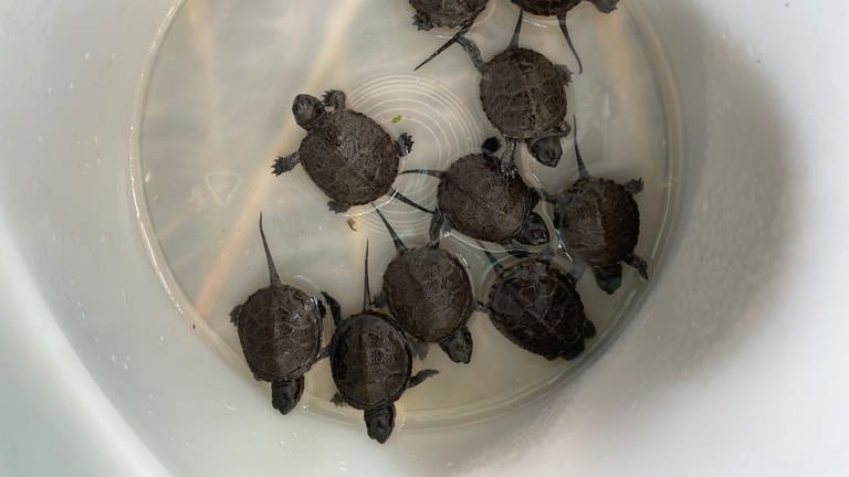 Zehn kleine Sumpfschildkrötenbabys schwimmen in einem Eimer gefüllt mit Wasser.