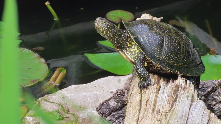 Eine Sumpfschildkröte sitzt auf einem Holzstamm und schaut majestätisch nach vorn.