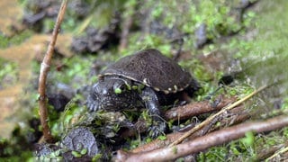 So sollen Sumpfschildkröten wieder angesiedelt werden