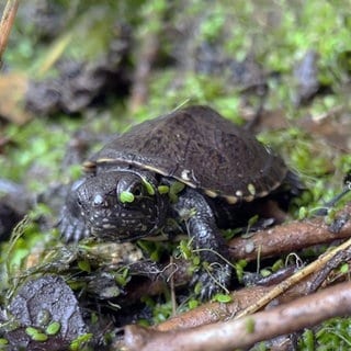 So sollen Sumpfschildkröten wieder angesiedelt werden