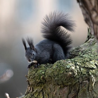 Dieses sehr dunkle Eichhörnchen ist in unseren Wäldern heimisch.