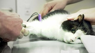 Kastration bei Katzen kann lebensrettend sein