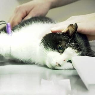 Kastration bei Katzen kann lebensrettend sein