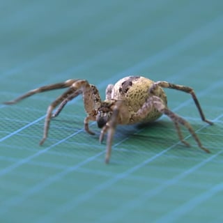 Eine Spinne auf einer Gummi-Matte