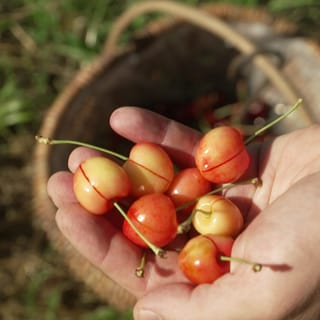 Einst war das Obere Mittelrheintal bekannt für seine Vielfalt an Kirschsorten. Heute sollen die selten gewordenen Sorten vor dem Aussterben bewahrt werden. 