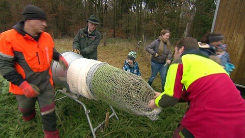 Weihnachtsbaum wird von zwei Verkäufern in ein Netz gezogen und verpackt.