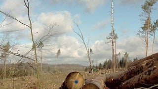 Kahle Waldlichtung mit Waldschäden und Brache