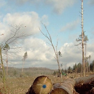 Kahle Waldlichtung mit Waldschäden und Brache