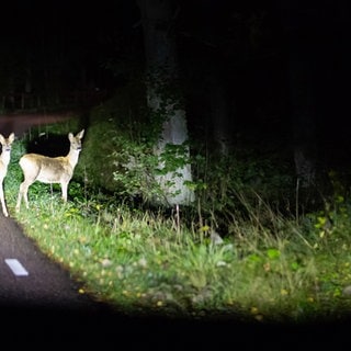 Wildwechsel sind eine Gefahr im Straßenverkehr.